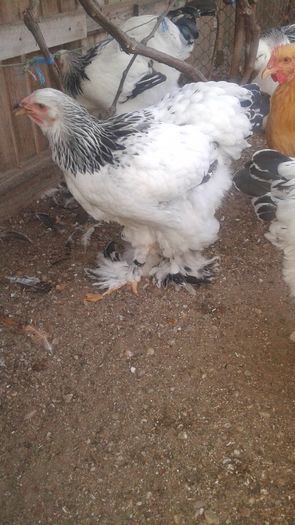 20160721_202117 - TINERET 2016