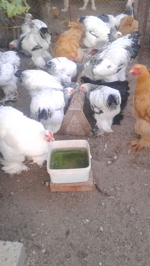 20160721_202106 - TINERET 2016