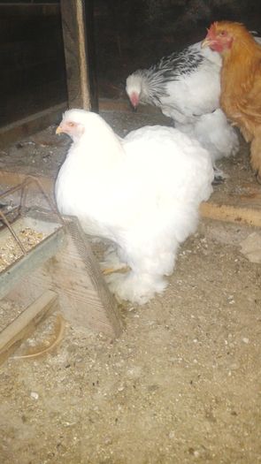 20160721_201906 - TINERET 2016