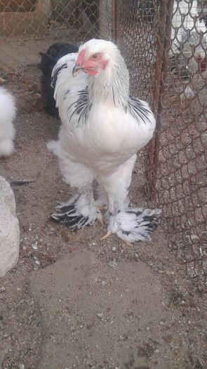 20160721_201059 - TINERET 2016