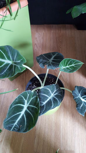 20160810_083807 - Alocasia Black Velvet