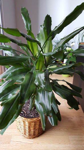 20160810_083905 - dracena messangeana