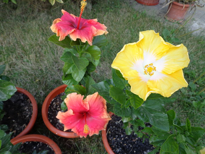DSC05131 - A1-HIBISCUS 2016