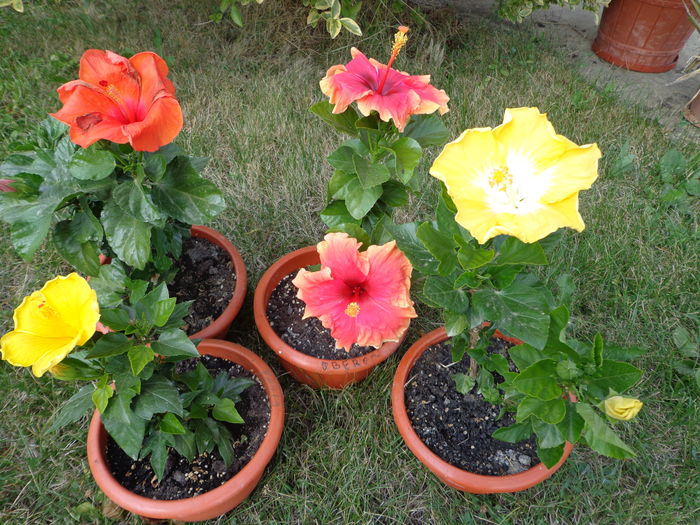 DSC05130 - A1-HIBISCUS 2016