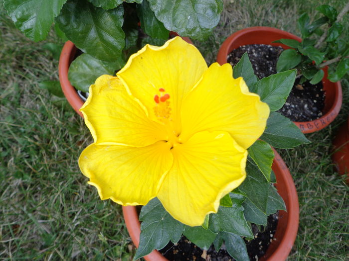 DSC05132 - A1-HIBISCUS 2016