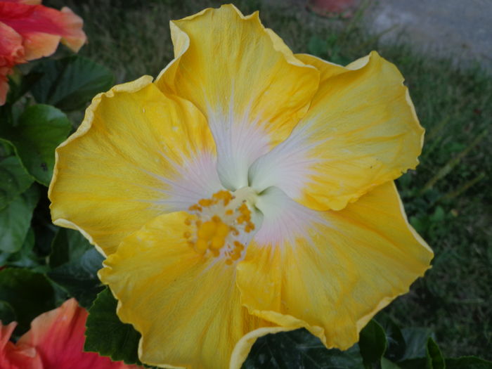 DSC05133 - A1-HIBISCUS 2016