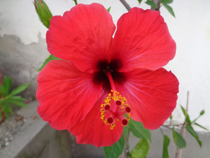 DSC05138 - A1-HIBISCUS 2016