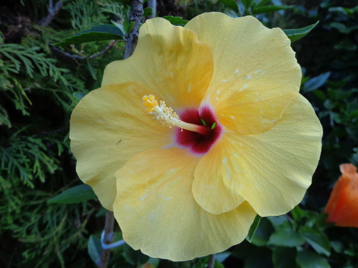 DSC05139 - A1-HIBISCUS 2016