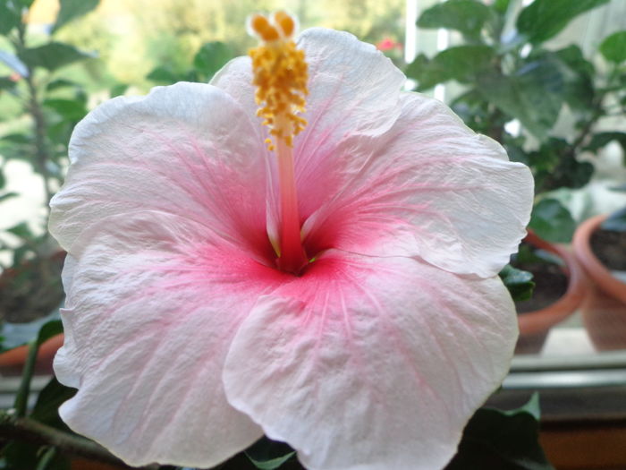 DSC05140 - A1-HIBISCUS 2016