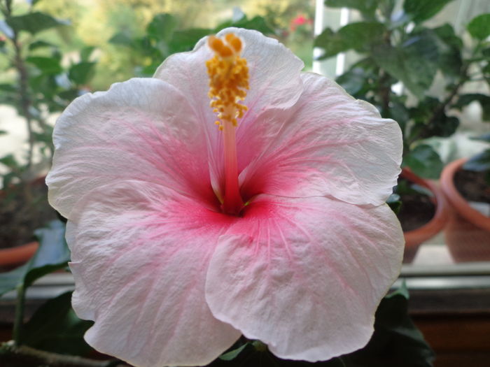 DSC05141 - A1-HIBISCUS 2016