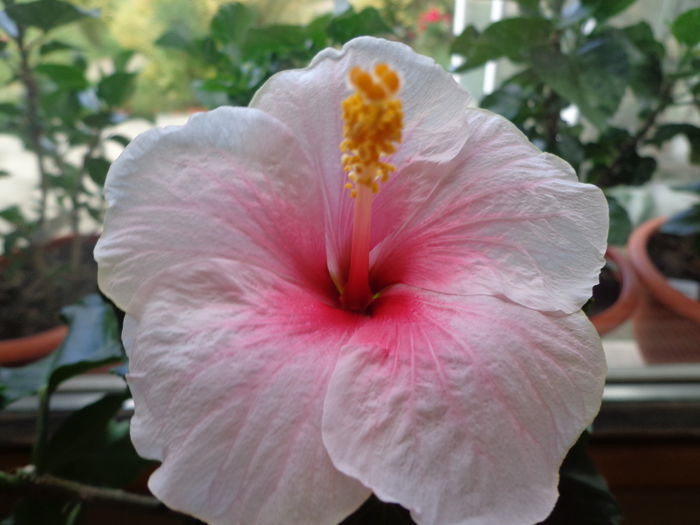 DSC05142 - A1-HIBISCUS 2016