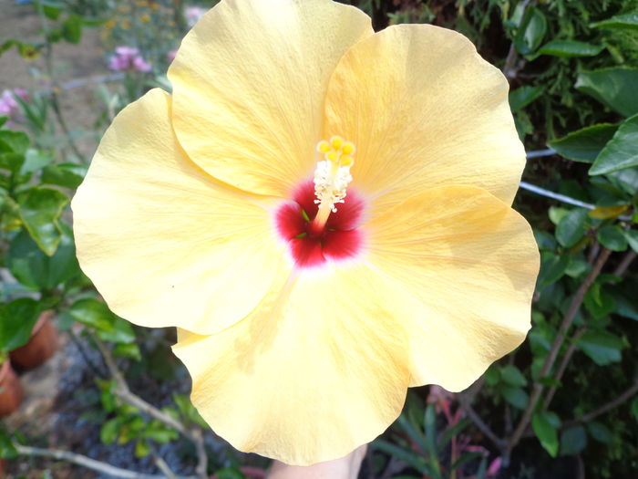 DSC05165 - A1-HIBISCUS 2016