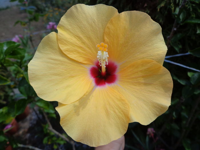 DSC05166 - A1-HIBISCUS 2016