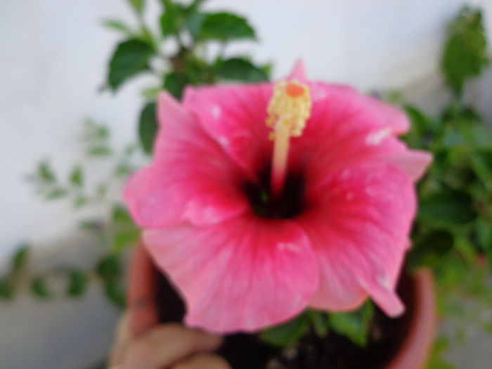 DSC05206 - A1-HIBISCUS 2016