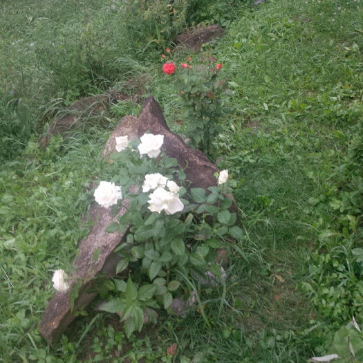 IMG_20160811_064928; avalanche si dimov 40
