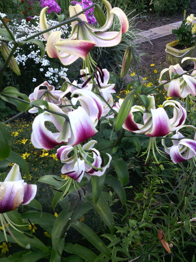 Seherezade - 01-Flori din curtea mea 2016