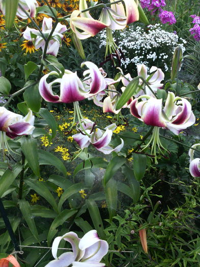 IMG_20160710_200350 - 01-Flori din curtea mea 2016