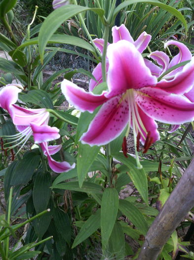 Stargazer - 01-Flori din curtea mea 2016