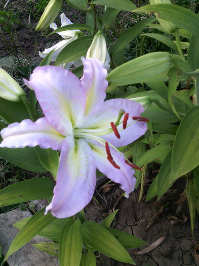 osiental - 01-Flori din curtea mea 2016