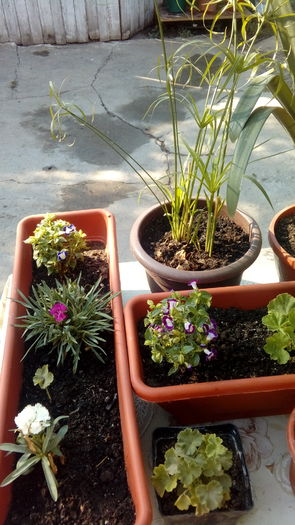 1470896095252763739303 - Muscate si alte plante