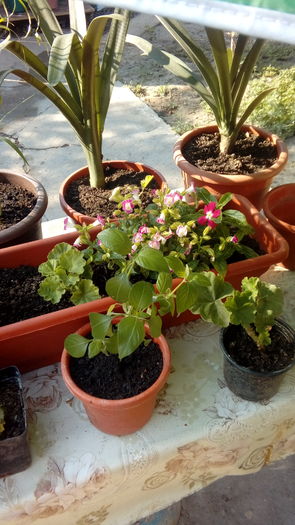 1470896112065-1623812024 - Muscate si alte plante