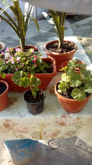 1470896127448-1530043426 - Muscate si alte plante