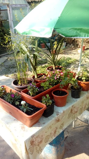 14708961420591306713555 - Muscate si alte plante