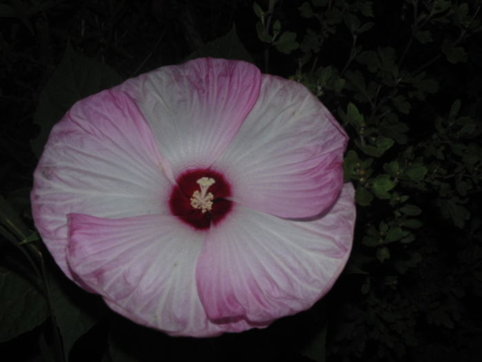 hibiscus de gradina,prima inflorire dupa trei ani - AUGUST-NOCTURNA