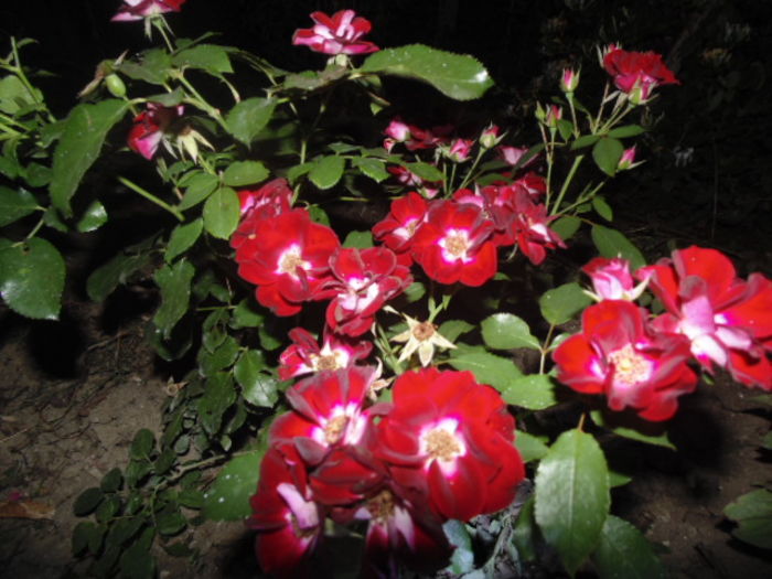 printisorul Patrick de la Ziana-un frumos