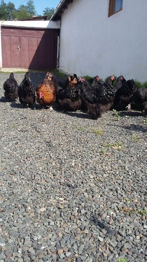 20160721_164951 - De vanzare