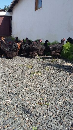 20160721_164952 - De vanzare