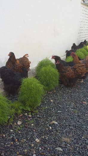 20160721_165117 - De vanzare