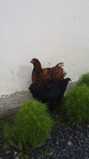 20160721_165123 - De vanzare