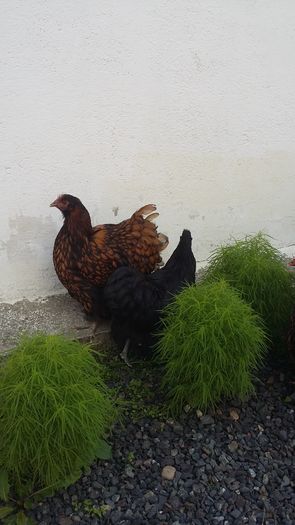 20160721_165126 - De vanzare