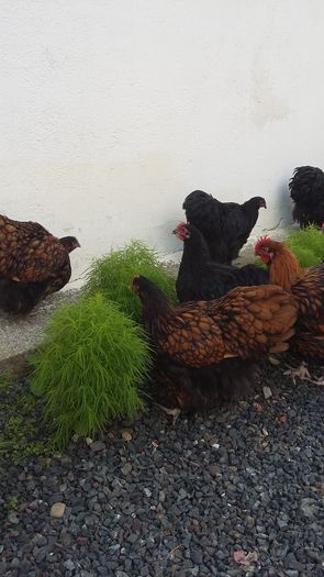 20160721_165129 - De vanzare