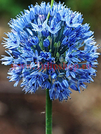 Bulbi Allium Caeruleum (Ceapa decorativa) - Bulbi Flori Toamna 2016