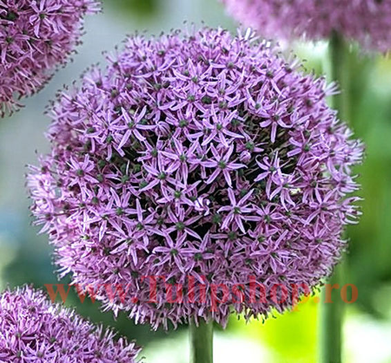 Bulbi Allium Gladiator (Ceapa decorativa); Marime bulb 18/20. Inaltime 100-120cm. Inflorire mai-iunie. STOC EPUIZAT!
