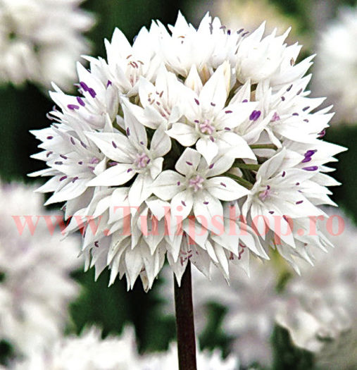 Bulbi Allium Gracefull (Ceapa decorativa) - Bulbi Flori Toamna 2016