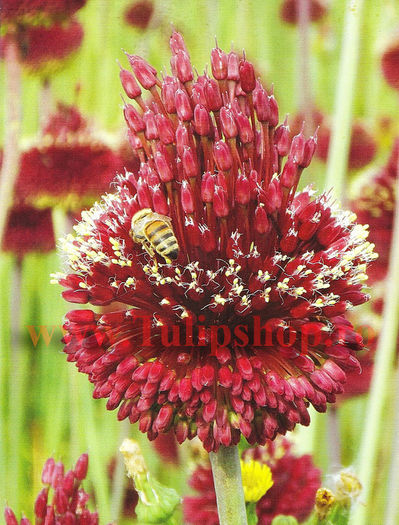 Bulbi Allium Red Mohican (Ceapa decorativa); Marime bulb 10/12. Inaltime 30-40cm. Inflorire mai-iunie. STOC EPUIZAT!
