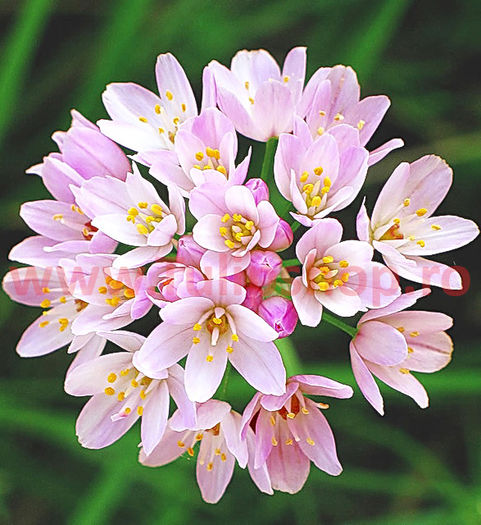 Bulbi Allium Roseum (Ceapa decorativa); Marime bulb 4/ . Inaltime 25-35cm. Inflorire mai-iunie. STOC EPUIZAT!
