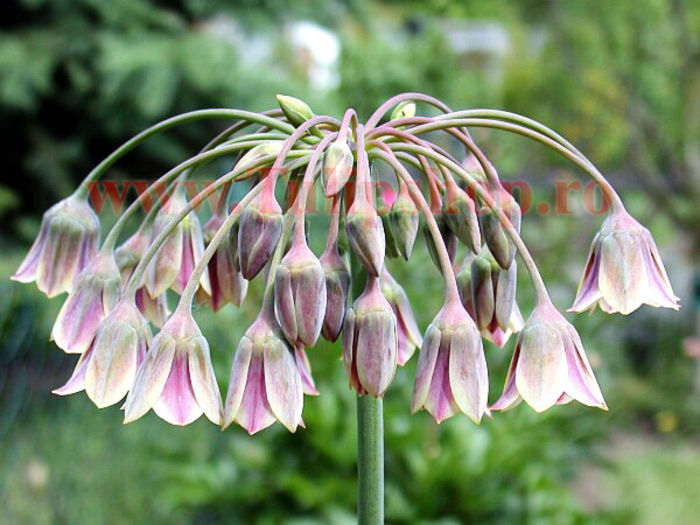Bulbi Allium Siculum (Ceapa decorativa); Marime bulb 10/12. Inaltime 60-90cm. Inflorire mai-iunie. STOC EPUIZAT!
