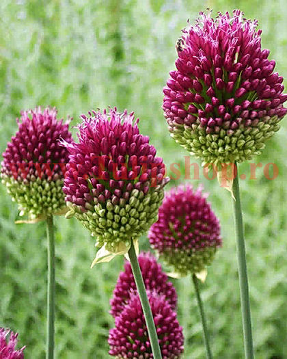 Bulbi Allium Sphaerocephalon (Ceapa decorativa); Marime bulb 5/ . Inaltime 40-50cm. Inflorire mai-iunie. STOC EPUIZAT!
