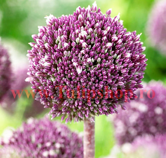 Bulbi Allium Summer Drummer (Ceapa decorativa); Marime bulb 12/14. Inaltime 30-40cm. Inflorire mai-iunie. STOC EPUIZAT!
