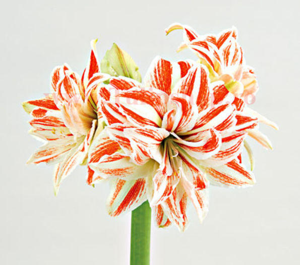 Bulbi Amaryllis Dancing Queen (Hipperastrum); Marime bulb 22/24 . Inaltime 50-60cm. Inflorire dec.-ian. STOC EPUIZAT!
