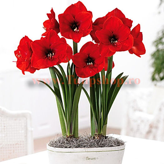 Bulbi Amaryllis Red Lion (Hipperastrum); Marime bulb 22/24 . Inaltime 50-60cm. Inflorire dec.-ian. STOC EPUIZAT!
