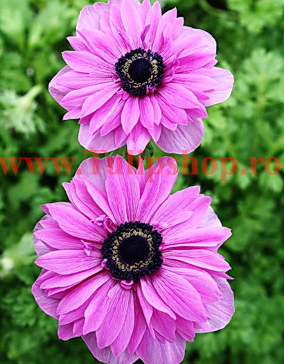 Bulbi Anemone Admiral; Marime bulb 5/  . Inaltime 20-30cm. Inflorire apr.-mai. STOC EPUIZAT!
