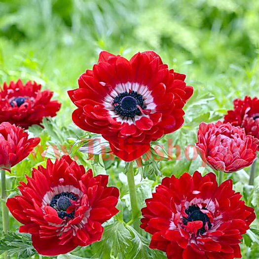 Bulbi Anemone Governor; Marime bulb 5/  . Inaltime 20-30cm. Inflorire apr.-mai. STOC EPUIZAT!
