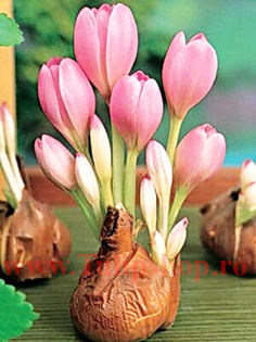 Bulbi Branduse Giant (Colchicum); Marime bulb 18/20 . Inaltime 15-25cm. Inflorire oct.-nov. STOC EPUIZAT!
