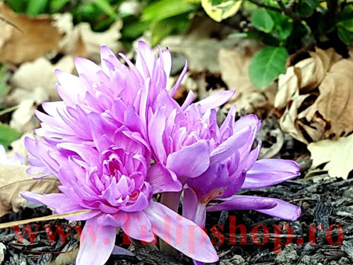 Bulbi Branduse Waterlily (Colchicum); Marime bulb 16/  . Inaltime 10-15cm. Inflorire oct.-nov. STOC EPUIZAT!
