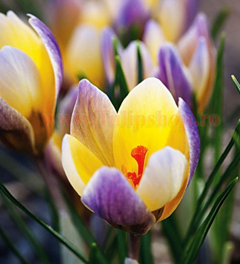 Bulbi Branduse Advance (Crocus); Marime bulb 5/7 . Inaltime 8-10cm. Inflorire feb.-mar. STOC EPUIZAT!
